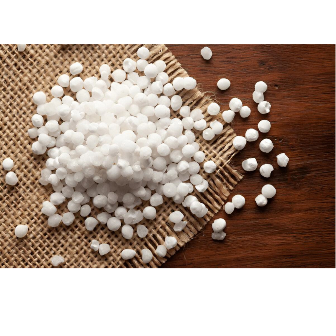 Biji Sagu Putih Besar